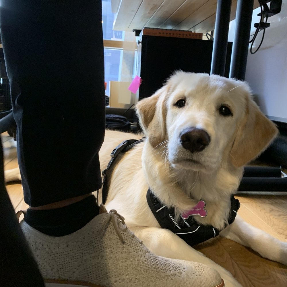 WeWork - Goldens are the best! - Shared Office Spaces Near Me - San Diego, California WeWork - Goldens are the best! - Shared Office Spaces Near Me - San Diego, California