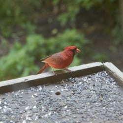 Hayes Arboretum - In the observation room