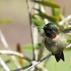 Travelers Rest RV Resort and Golf Course - Ruby-throated Hummingbird