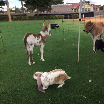 Happi Farm - Sweet babies for petting at HAPPI Farm. - Community Service/Non-Profit Near Me - Davie, Florida Happi Farm - Sweet babies for petting at HAPPI Farm. - Community Service/Non-Profit Near Me - Davie, Florida