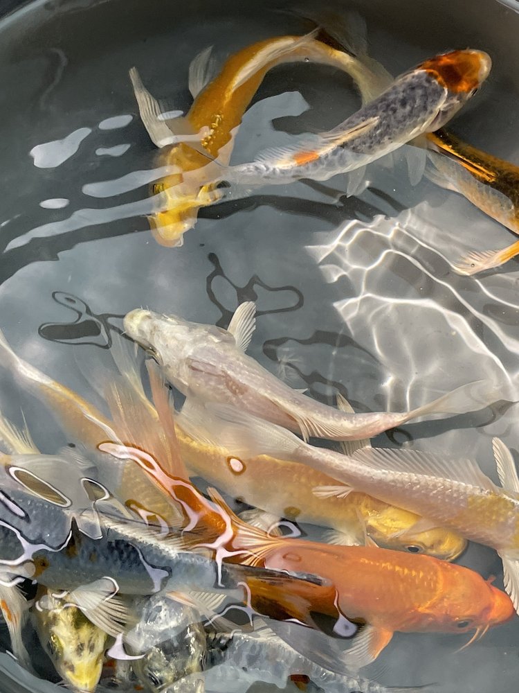 FISH CITY KOI & TROPICAL FISH Updated September 2024 29 Photos & 54