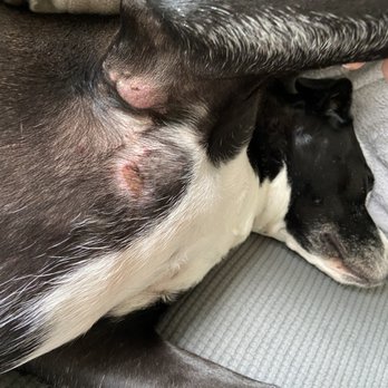 K9 Adventures - Lacerations from harness - Pet Boarding Near Me - Trinity, Florida K9 Adventures - Lacerations from harness - Pet Boarding Near Me - Trinity, Florida