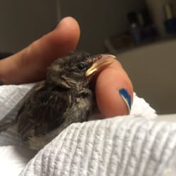 Toms River Avian Care