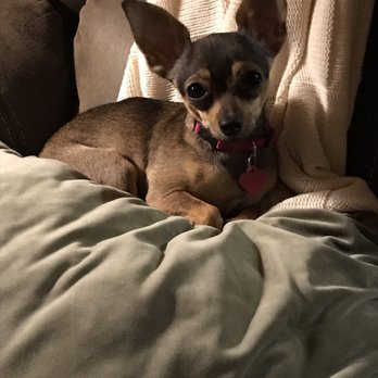Rompin Paws Rescue - Kaylee my little love bug Courtesy of Rompin Paws Rescue, Arlington, WA! - Animal Shelters Near Me - Arlington, Washington Rompin Paws Rescue - Kaylee my little love bug Courtesy of Rompin Paws Rescue, Arlington, WA! - Animal Shelters Near Me - Arlington, Washington