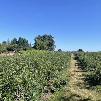 Nodaway - Pick Your Own Farms Near Me - Wilsonville, Oregon