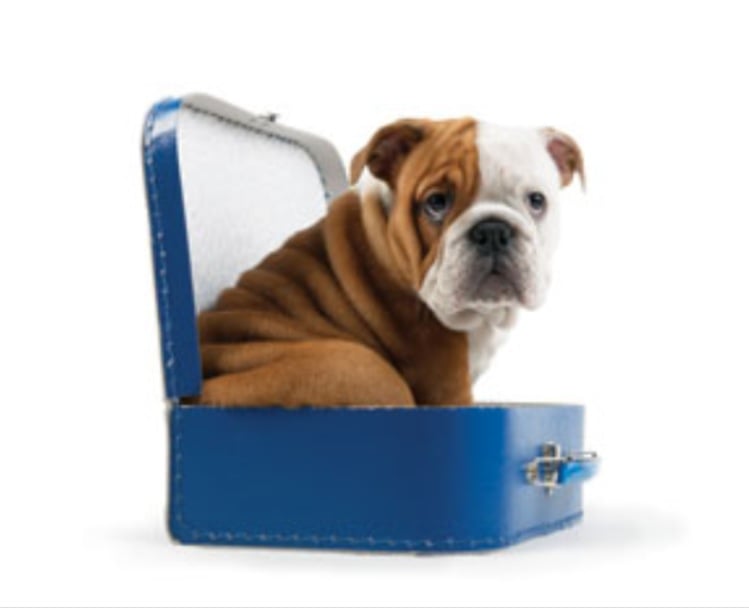 in the dog house boarding