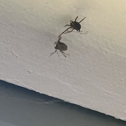 Spiders Spiders