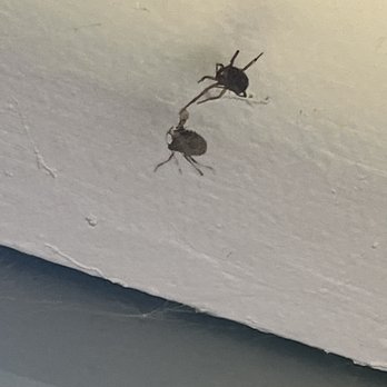 Parkside Apartments - Spiders - Apartments Near Me - Union City, California Parkside Apartments - Spiders - Apartments Near Me - Union City, California