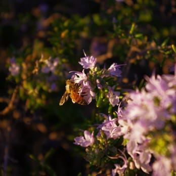 Chumash Park - To Bee or not to Honey Bee. Bee on Park flower - Parks Near Me - Pismo Beach, California Chumash Park - To Bee or not to Honey Bee. Bee on Park flower - Parks Near Me - Pismo Beach, California
