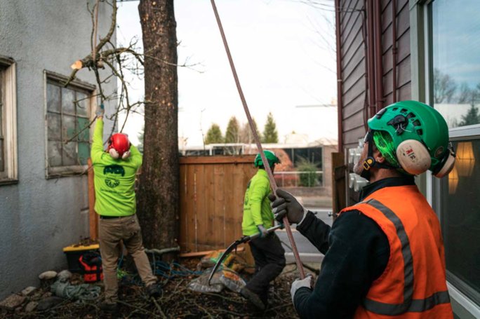General Tree Service - tree service in Portland, OR