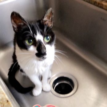 University Pet Hospital - Gisele - Veterinarians Near Me - La Mesa, California University Pet Hospital - Gisele - Veterinarians Near Me - La Mesa, California