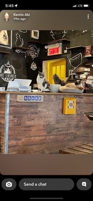 Happy Cat Cafe by null