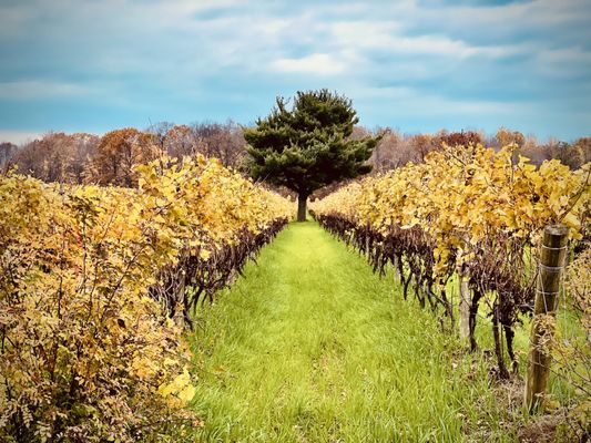 South River Vineyard by null