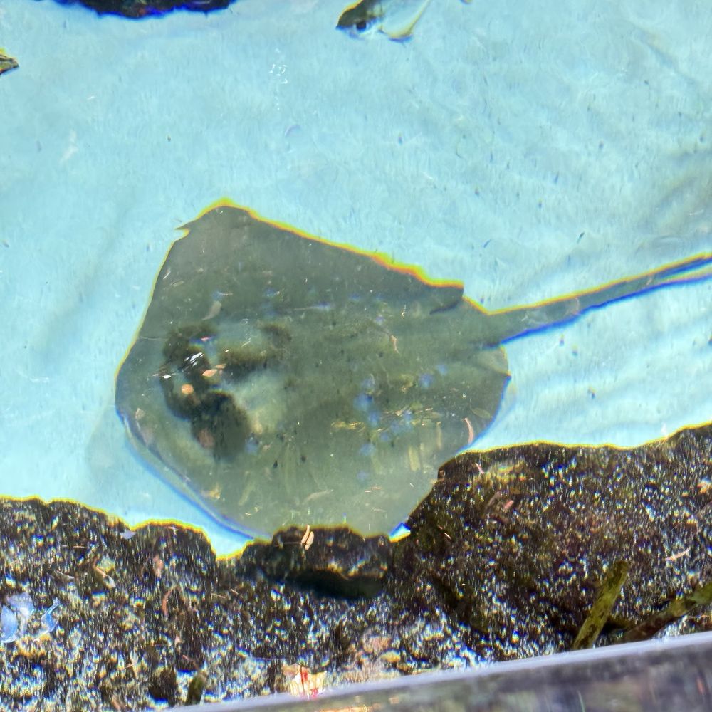 Seattle Aquarium - Aquariums Near Me - Seattle, Washington Seattle Aquarium - Aquariums Near Me - Seattle, Washington