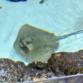 Seattle Aquarium - Aquariums Near Me - Seattle, Washington