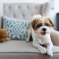 Thomas Kim Photography - Staring intently for treats