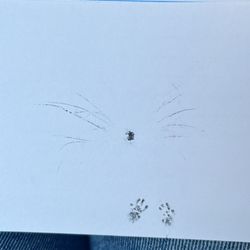 Bear River Veterinary Clinic - They got his paw prints and his whiskers too