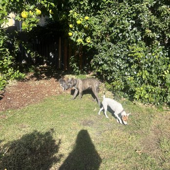 Dog Sitting by Ally - Pet Boarding Near Me