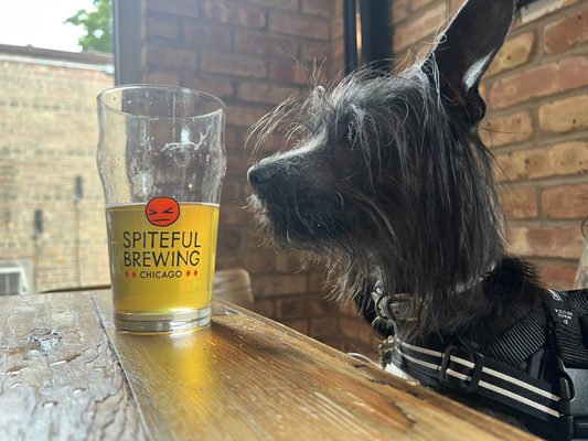 Spiteful Brewing Tap Room by null