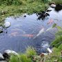 Photo of Southern California Koi Rescue