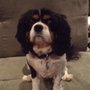 Suite Dog’s Boarding