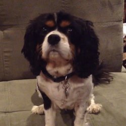 Suite Dog’s Boarding - Our Suite Dog Pepper
