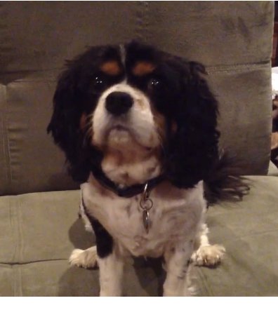 Suite Dog’s Boarding - pet boarding facility in Fairfax, VA