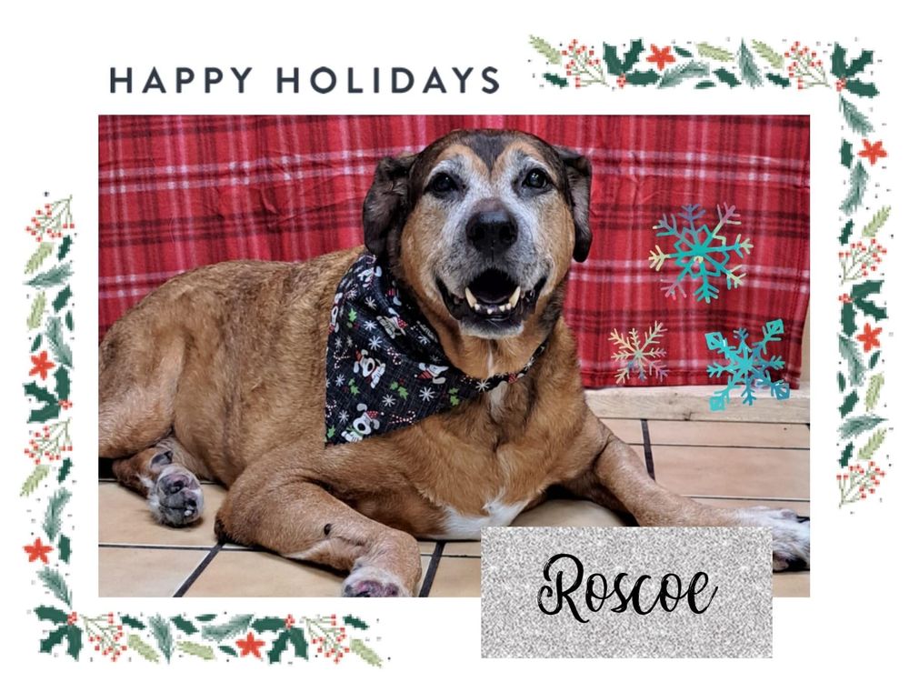 PLANET DOG LUXURY SPA - 52 Photos - 4700 Babcock St NE, Palm Bay