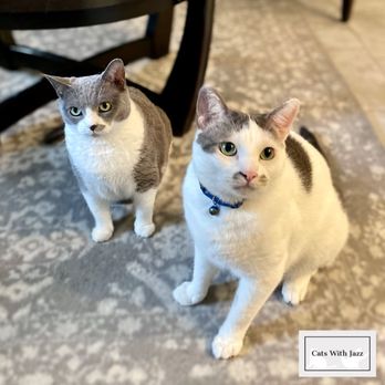 Cats With Jazz - Zoey (left) and Johnny (right) are two of the sweetest cuddle bugs that I have the privilege of watching! - Pet Sitting Near Me Cats With Jazz - Zoey (left) and Johnny (right) are two of the sweetest cuddle bugs that I have the privilege of watching! - Pet Sitting Near Me