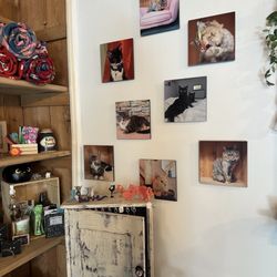 The Pretty Paw Lounge