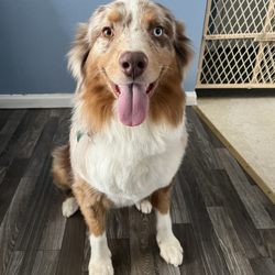 All Creatures Veterinary Hospital - This is my little one, callagun, who's an Australian shepherd.