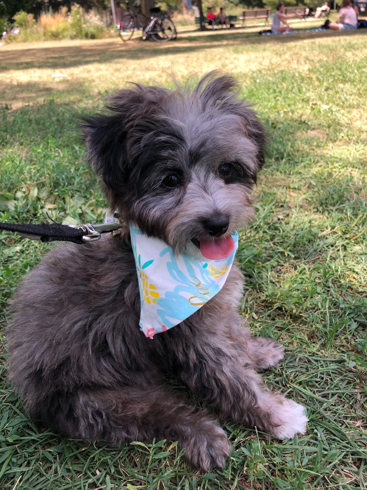 WOOF! DOG SHOP & DAYCARE Updated August 2024 25 Photos & 24 Reviews