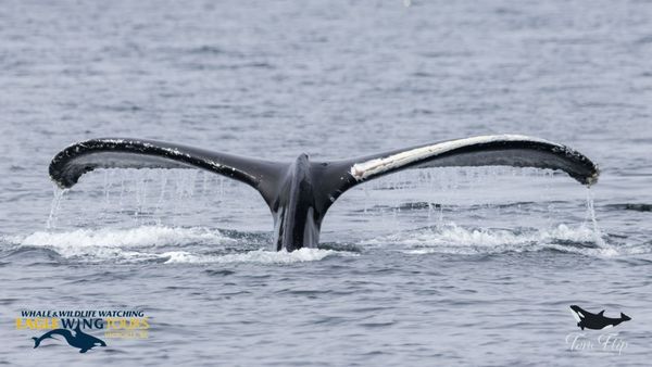 Eagle Wing Whale & Wildlife Tours by null