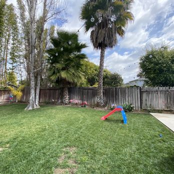 Big Mike & Sons' Tree Service - 3 trees before remova - Tree Services Near Me - Costa Mesa, California Big Mike & Sons' Tree Service - 3 trees before remova - Tree Services Near Me - Costa Mesa, California