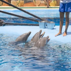 MundoMar - Delfines en Mundomar