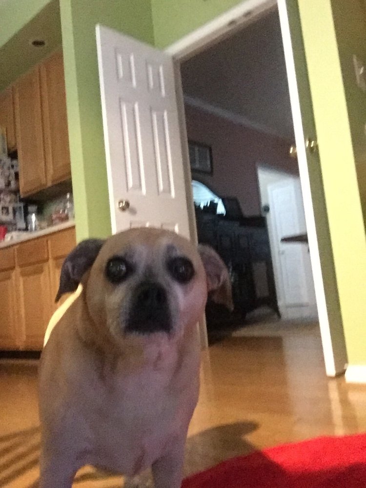 PET WASH ABSOLUTE Updated August 2024 12 Reviews 10202 Lake Arbor