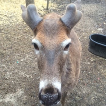 DeYoung Family Zoo - Eddie the deer I got to pet him - Zoos Near Me - Wallace, Michigan DeYoung Family Zoo - Eddie the deer I got to pet him - Zoos Near Me - Wallace, Michigan