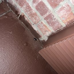 roach outside