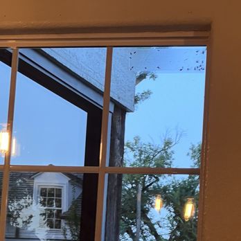 Table on 6th - Bug trap on window. - Burgers Near Me - Bentonville, Arkansas Table on 6th - Bug trap on window. - Burgers Near Me - Bentonville, Arkansas