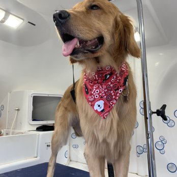 Hydrodog Bert - Standard Golden. - Pet Groomers Near Me