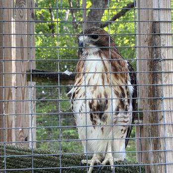 Raptor Hill Falconry - Specialty Schools Near Me - Stanley, Virginia