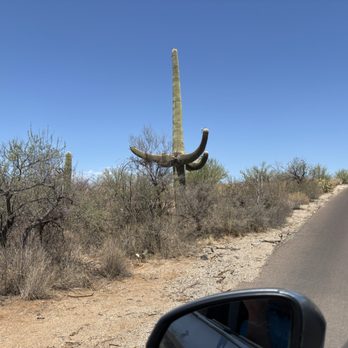 Saguaro National Park - Cactus - Parks Near Me - Tucson, Arizona Saguaro National Park - Cactus - Parks Near Me - Tucson, Arizona