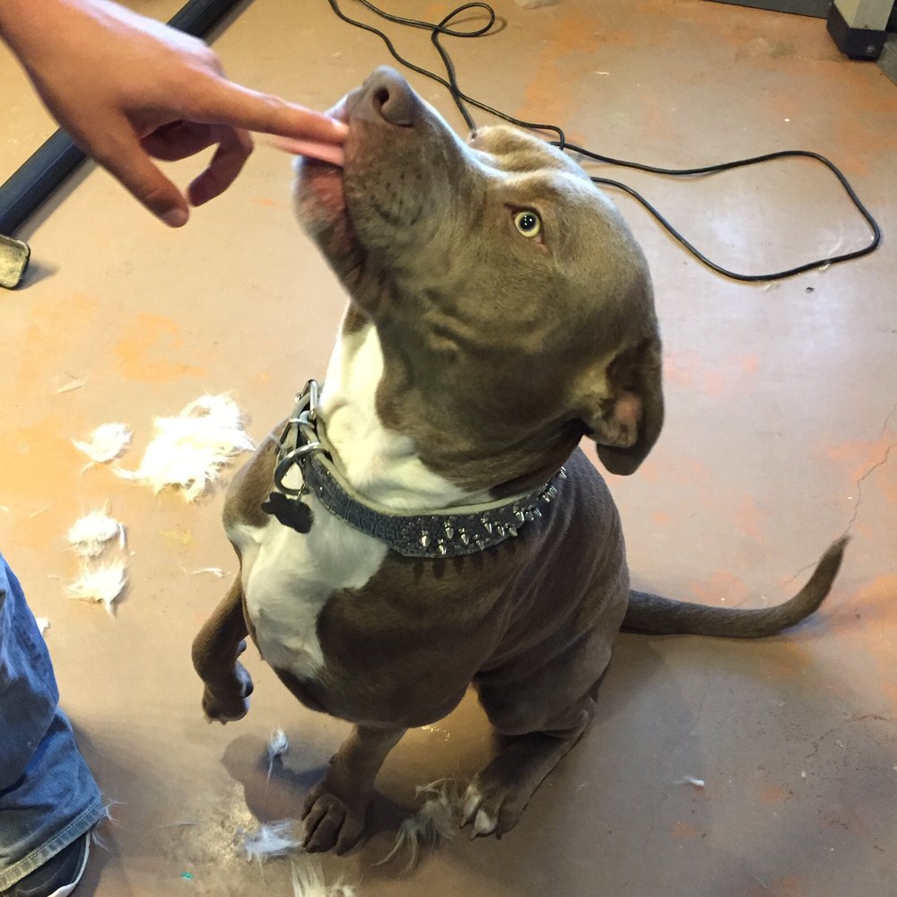 Poochie Parlor - Momma's baby! What a beautiful well behaved baby! - Pet Sitting Near Me - Trinity, Texas Poochie Parlor - Momma's baby! What a beautiful well behaved baby! - Pet Sitting Near Me - Trinity, Texas