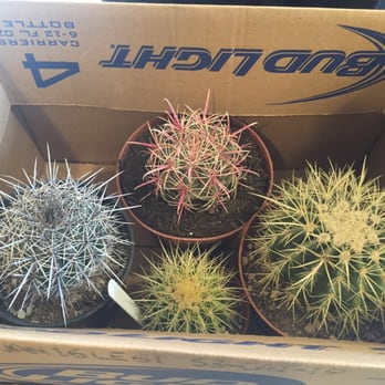Cactus Mart - Nurseries & Gardening Near Me - Morongo Valley, California