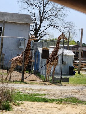 Aloha Safari Park by null
