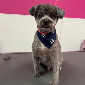 That's So Fetch - Pet Groomers Near Me - Montclair, California That's So Fetch - Pet Groomers Near Me - Montclair, California
