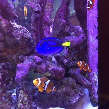 Pho Vn - It's dory and nemo! - Vietnamese Near Me - Boynton Beach, Florida