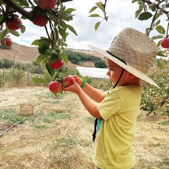 Chileno Valley Ranch - Lots of apples! - Ranches Near Me - Petaluma, California Chileno Valley Ranch - Lots of apples! - Ranches Near Me - Petaluma, California