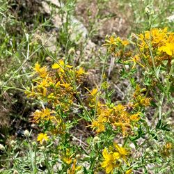 Myra-Bellevue Provincial Park - Wild flowers