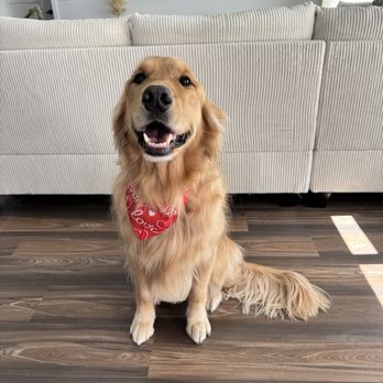 Jen's Pet Parlor - Pet Groomers Near Me - Gilbert, Arizona Jen's Pet Parlor - Pet Groomers Near Me - Gilbert, Arizona